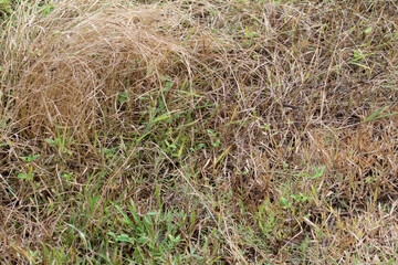 Yellow dry grass background, withered grass
