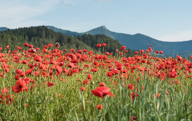 Wonderful blooming landscape. Close up of red poppy flowers in a field. - 617330844