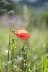 Wonderful blooming landscape. Close up of red poppy flowers in a field. - 617330881