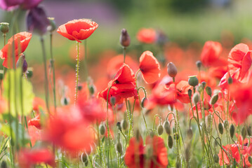 Wonderful blooming landscape. Close up of red poppy flowers in a field. - 617330891