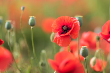 Wonderful blooming landscape. Close up of red poppy flowers in a field. - 617331002