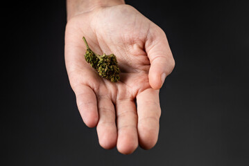 Marijuana bud on a female palm on a black background.