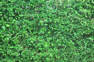 foliage background, green leaves for wallpaper
