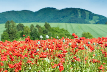 Wonderful blooming landscape. Close up of red poppy flowers in a field. - 617331054