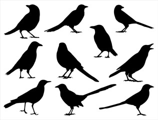 Set of Magpie Bird Silhouette Vector Art