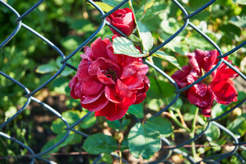 czerwona róża 