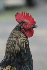 Beautiful Rooster standing on the grass in blurred nature green background.rooster going to crow. 
