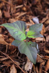 Pockmark Peach Hot Pepper Plant