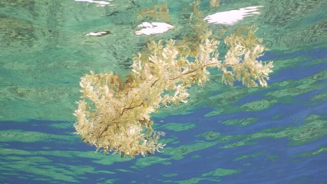 Fragments of Seaweed Brown Sargassum drifting under surface of water on daytime in bright sunlight, underwater view, slow motion