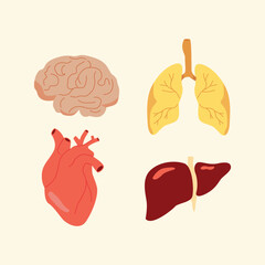brains, lungs, heart, liver
