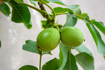green walnut