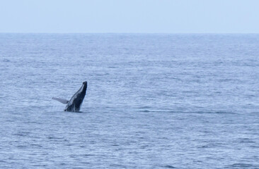 Fototapeta premium Baleine