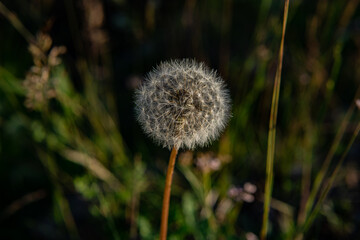 dandelion in the grass