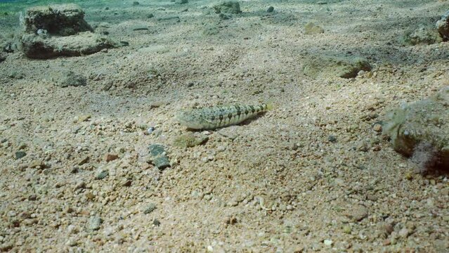 Slender Lizardfish or Gracile lizardfish (Saurida gracilis) on sandy bottom on sunny day in sun glare, Slow motion, Camera moving forwards approaches Lizard fish 