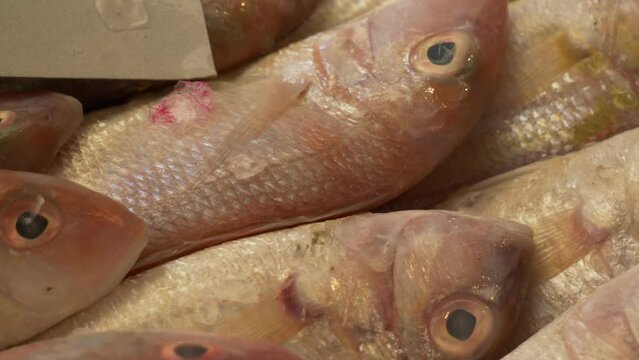 Red ocean fresh dead fish on counter at Asian Thailand seafood fish market for sale