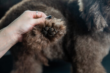 A woman cuts the hair on the paw of a brown curly dog with an electric razor in a grooming salon....