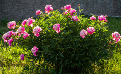 A bush of pink peonies in the backlight.