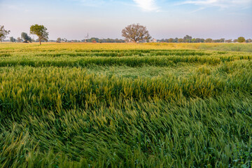 Green wheat grass suppressed and bent by the wind forms waves like structure. The picture was taken in a village near Agra in Northern India. 