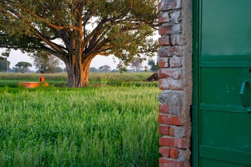 A peepal(sacred fig) tree stands tall among wheat grass farmland in a village near Agra in Northern India. The door matches the green colour of the grass and the picture is taken at the golden hour. 