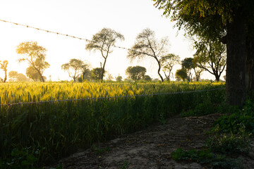 Sun setting on the green wheat grass field in Agra in Northern India. 