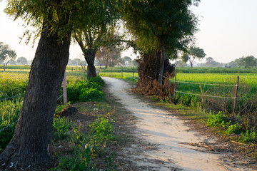 Farmlands Uttar Pradesh