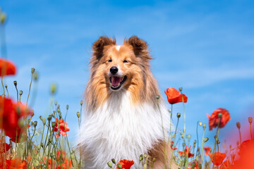 Beautiful shetland sheepdog, little lassie dog sitting in the blooming red poppy slope field. Cure black and white small sheltie, collie pet dog outside with background of poppies field and blue sky