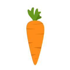 Carrot Illustration, raw carrot