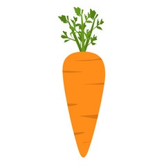 Carrot Illustration, raw carrot