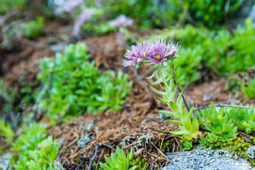 Plant habit - Sempervivum montanum L. A plant growing in a natural environment on a granite substrate.