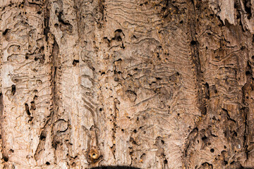 Natural texture, i.e. the inner side of the bark of a tree with traces of the bark beetle, a species that is a pest of trees in the forest.