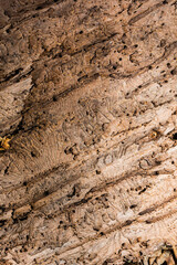 Natural pattern on the inside of the bark with traces of bark beetle feeding. - 617340291
