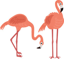 Two flamingo birds on a white background - 617342077