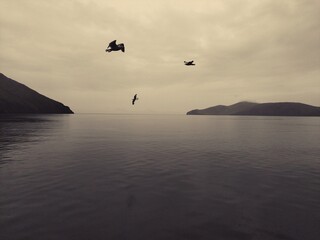 Seagull birds over the cloudy sea