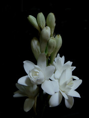 The detail shot of white tuberose and black background. Some of its buds in the down parts are blooming beautifully and some aren't yet.