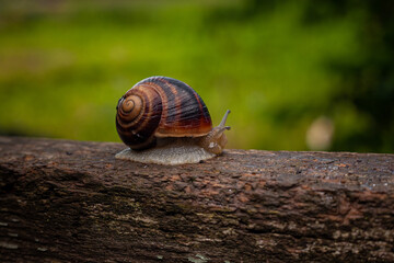 A snail crawls on a tree against a background of greenery