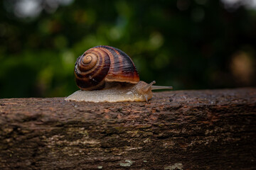A snail crawls on a tree against a background of greenery