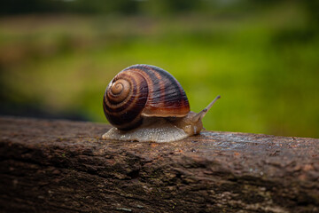 A snail crawls on a tree against a background of greenery