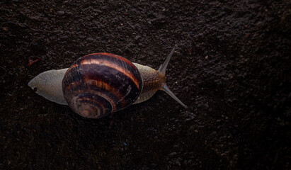 Snail crawls on the ground after the rain