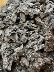 bark of a tree