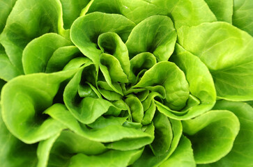 grüner Salanova Kopfsalat im Beet - 617344616