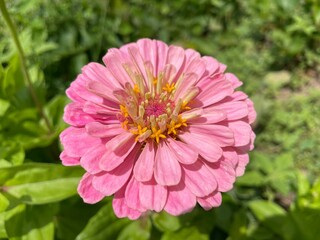Obraz premium pink dahlia flower