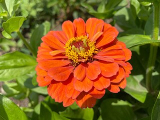 orange flower in garden
