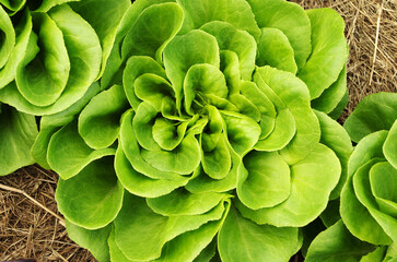 grüner Salanova Kopfsalat im Beet