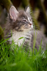kitten