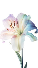 Beautiful Image of Blossom Lily Flower on PNG Background. Generative AI.