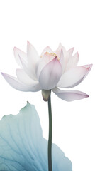 Obraz premium Amazing Image of Beautiful Blooming Lotus Flower with Leaves on PNG Background. Generative AI.