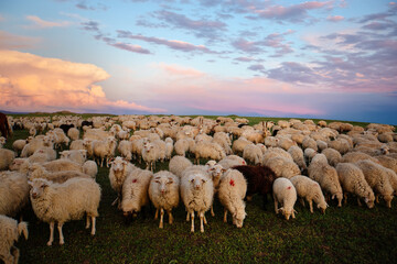 Flock of sheep at pasture at sunset