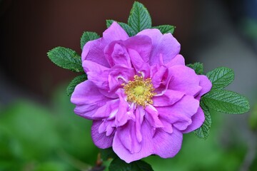 Doskonała na przetwory, o wspaniałym zapachu róża jadalna Hansa (rosa rugosa)