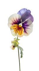 Watercolor Pansy Flower on Transparent Background. Generative AI.