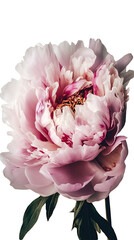 Macro Image of Beautiful Pink Peony Lactiflora Flower and Leaves on PNG Background. Generative AI.